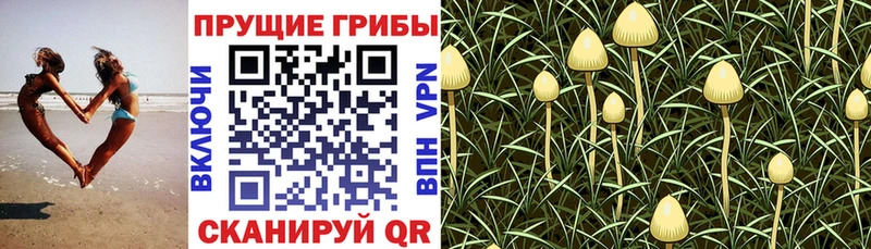 Псилоцибиновые грибы GOLDEN TEACHER  Коряжма 